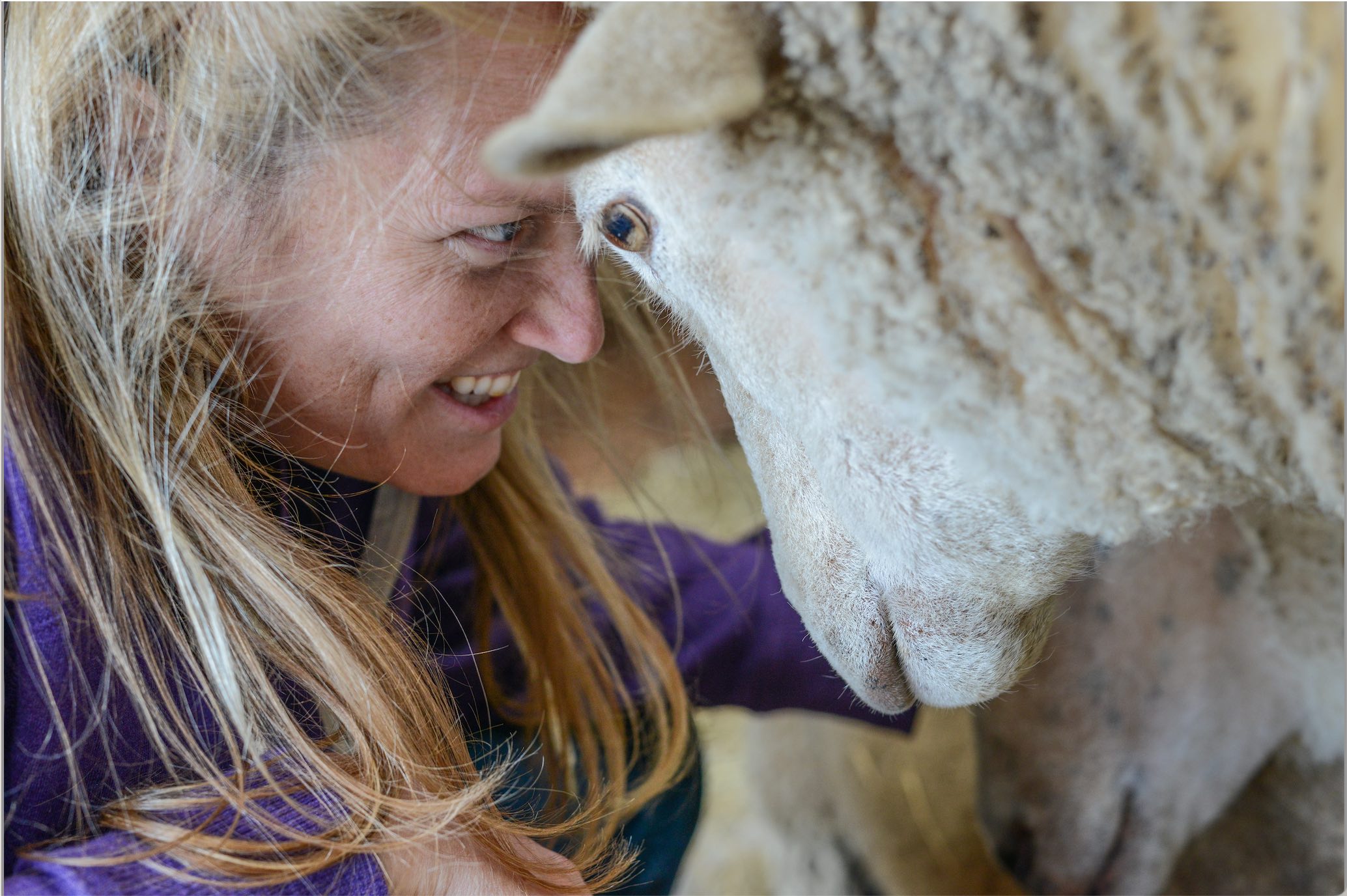 WAM9706-Samantha Robinson with rescued sheep at Farm Sanctuary