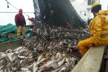 trawling - dumped fish